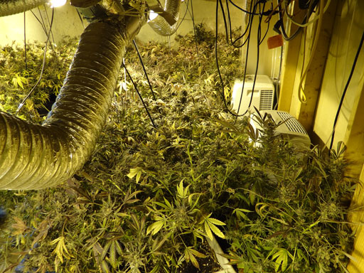 Maryland man arrested for growing 170 pounds of pot