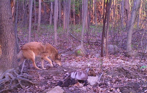 Game official: Coyote sightings to rise