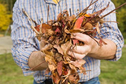 The best mulch and where to get pine staw