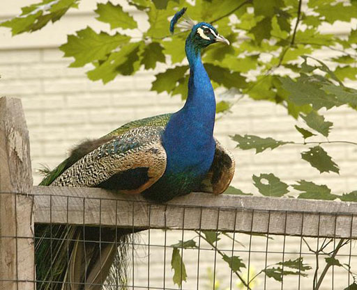 Beloved neighborhood peacock killed in accident
