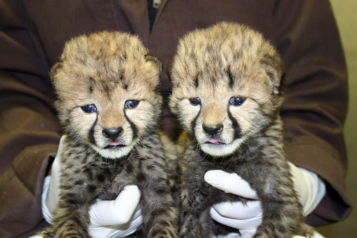 Cheetah cubs at the National Zoo get a check-up