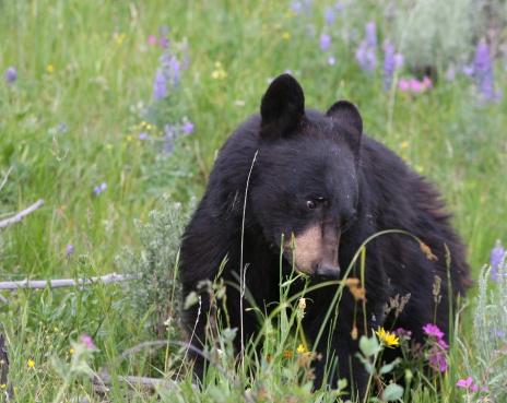Tips to keep safe as young black bears disperse