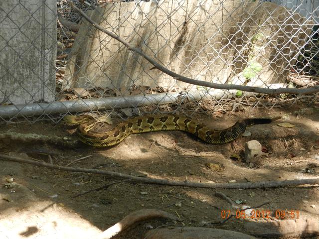 4-foot rattlesnake rattles Wolfsville woman