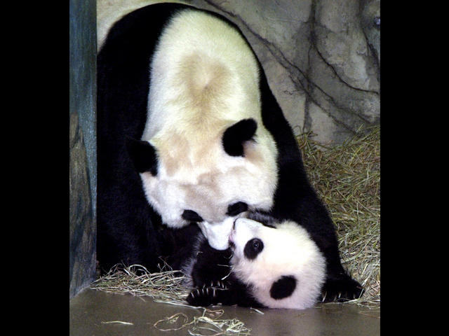 D.C.’s beloved panda, Tai Shan, stars in new web cam