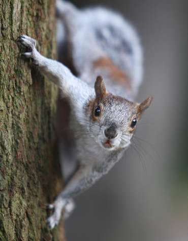 Moles, voles, squirrels and groundhogs … be gone!