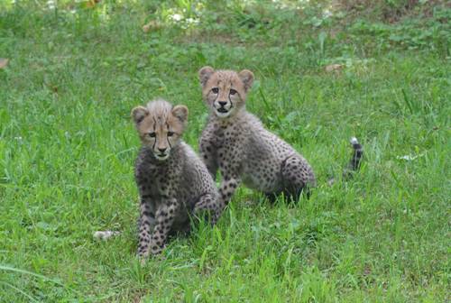 Cheetah cubs to be named after Olympic athletes (VIDEO)