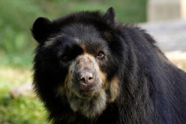 Andean bear euthanized at the National Zoo