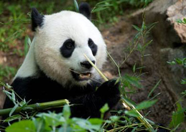 National Zoo: Is giant panda Mei Xiang pregnant?