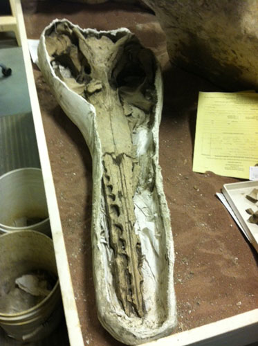 Ancient dolphin fossil found on Maryland shores (photos)