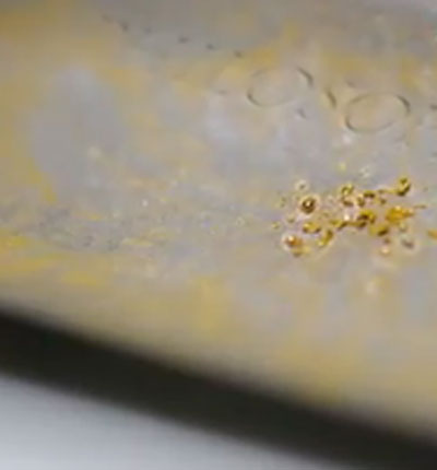 Bacteria eats poison, poops out gold (VIDEO)