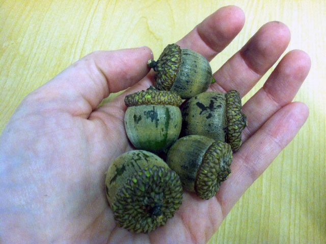 Why you need to get rid of acorns