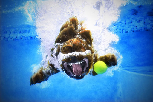 Underwater Dogs' leap, splash, swim into your heart | WTOP News