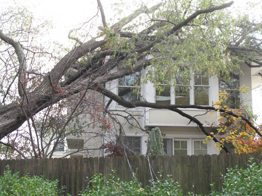 Fallen D.C.-owned tree obstructed cleanup for homeowners