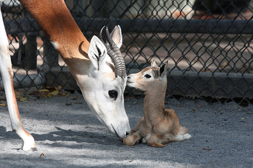 Gazelle calf makes first public appearance at National Zoo