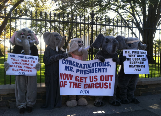 Trumpeting for action: PETA protests use of circus elephants