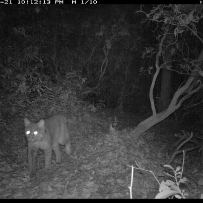 Photo confirms bobcats live in Prince William park