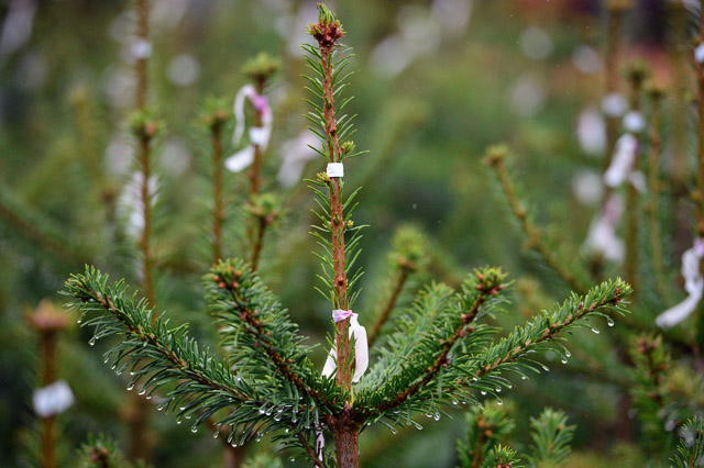 Plan now for live Christmas tree success