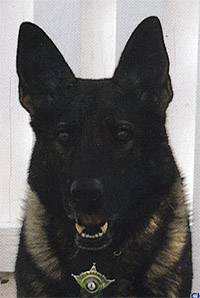 Missing Loudoun Co. police dog found Sunday