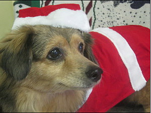 Happy Christmas tail: A donor gives a dog a home