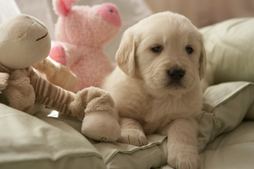 Most popular puppy names of 2012