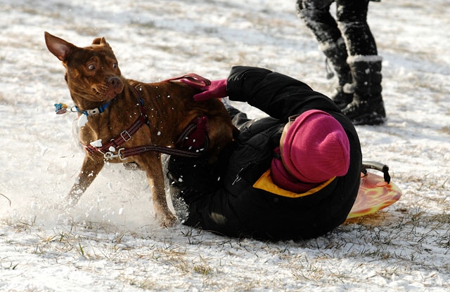 How to protect your pets from road salt and de-icer