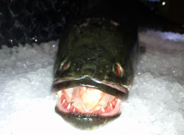 Snakehead dinner scares up proceeds for oyster recovery