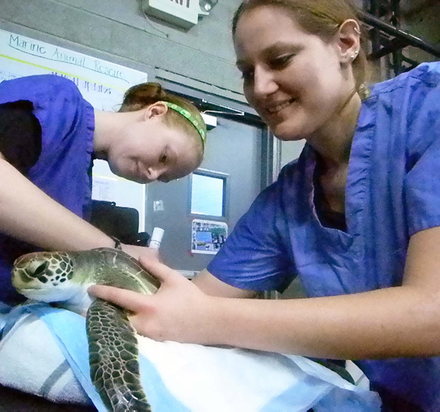 National Aquarium rehabilitates stranded sea turtles (VIDEO)