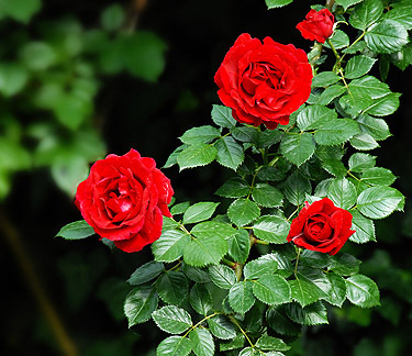 Garden Plot: How to prolong the life of roses