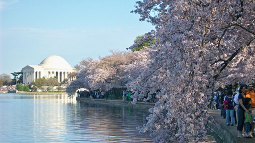 Weekend guide: National Cherry Blossom Festival