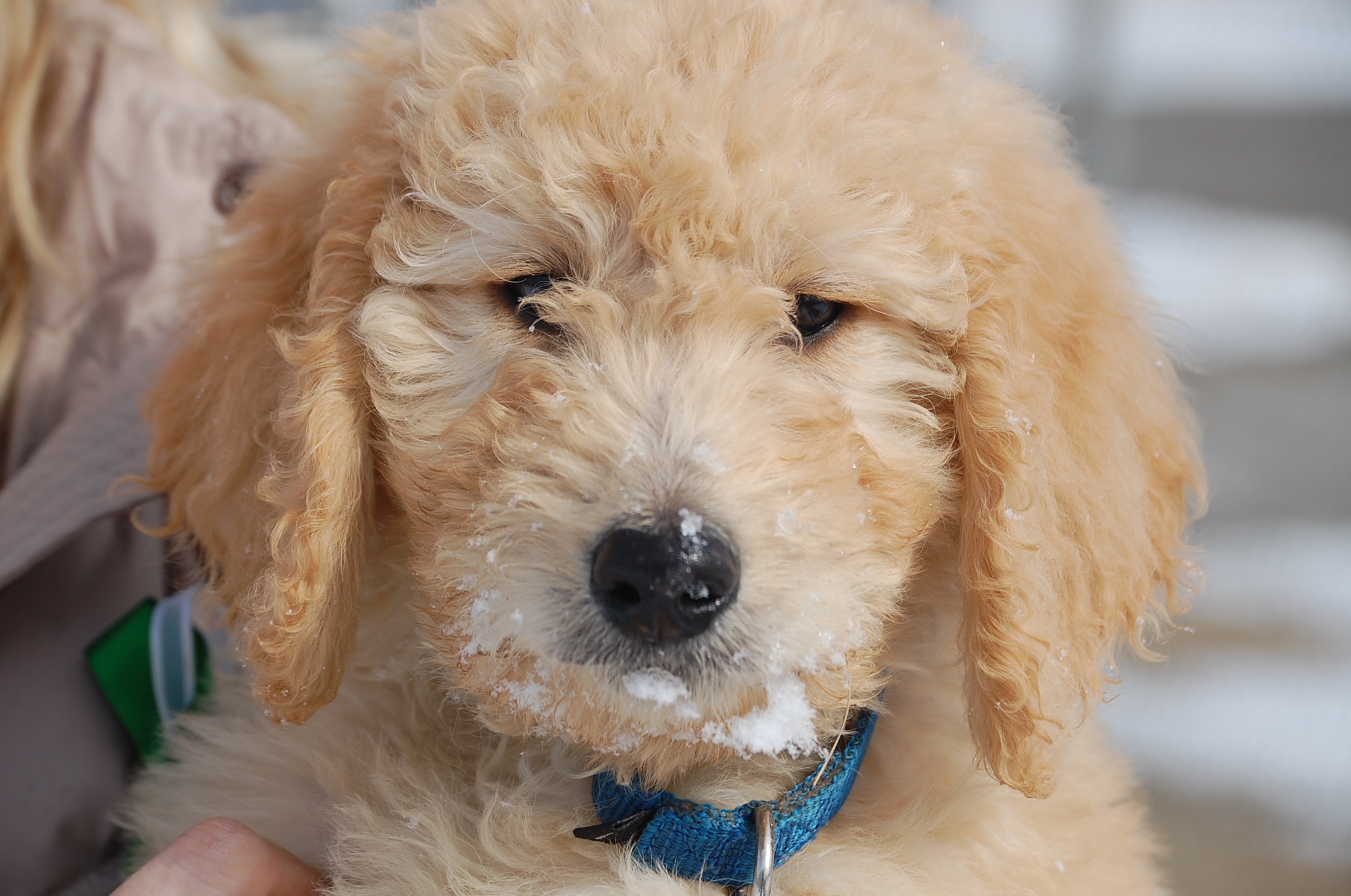 Puppies for Sandy Hook victims