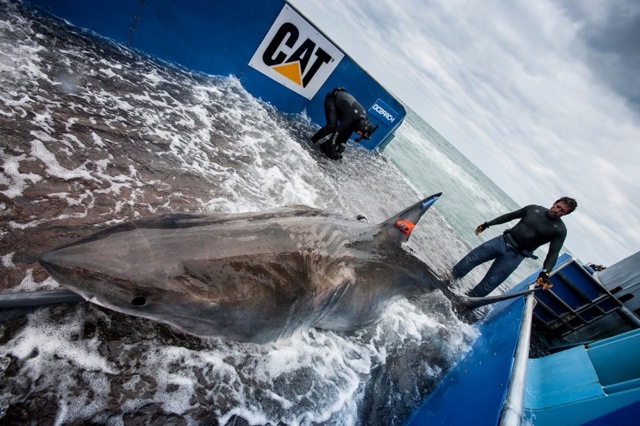 Great white shark caught, tagged in Fla. (Video)
