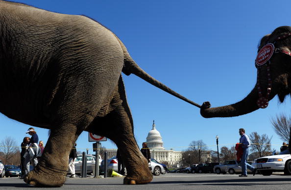 Annual elephant parade hits D.C. streets Tuesday