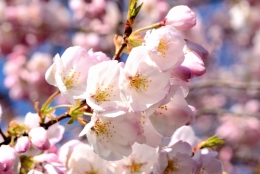 CherryBlossom.JPG