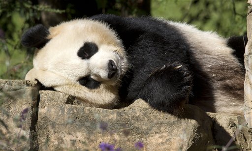 Panda breeding season arrives at D.C.’s National Zoo