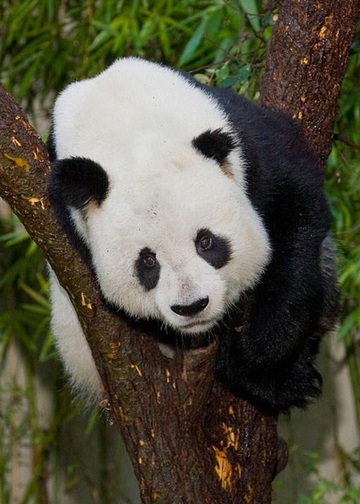 No romance: National Zoo artificially inseminates panda