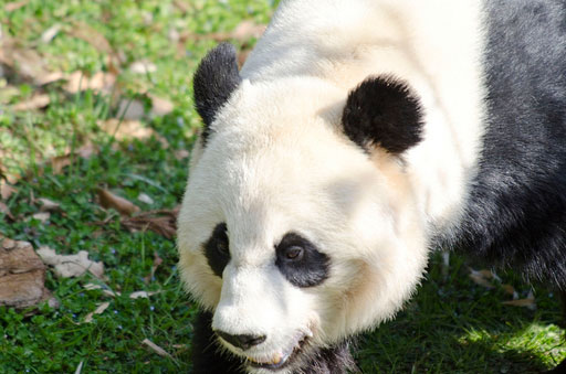 Poop poses a possible panda-pregnancy pitfall