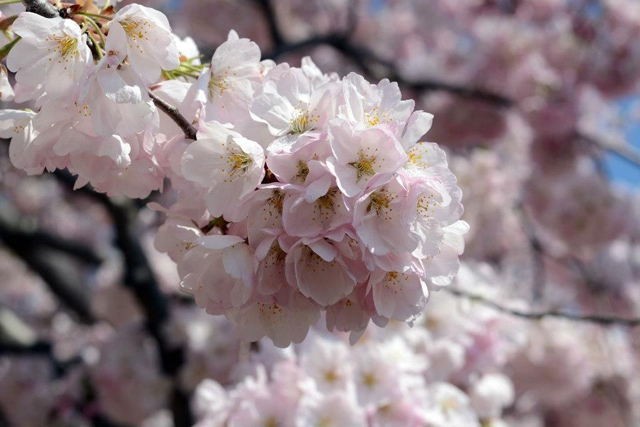 Cherry blossoms reach their peak