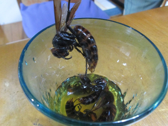 Japanese drink infused with wasps is stinging