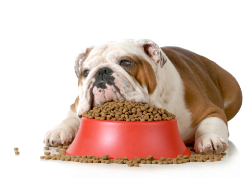 Keep your pet from gaining pounds during the holidays