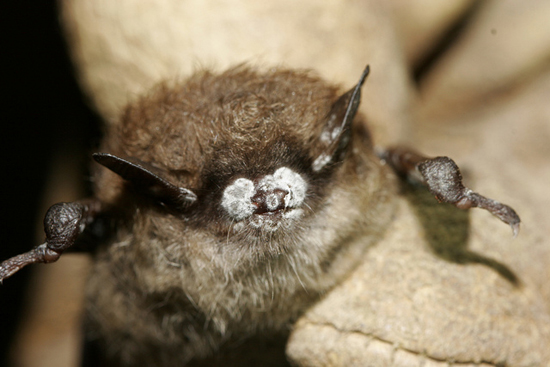 White-nose syndrome killing off Va. bats