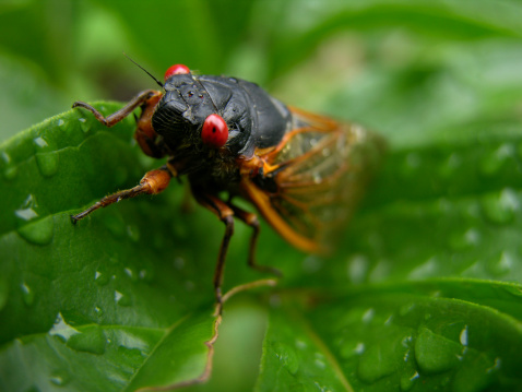 Billions of cicadas to emerge this season