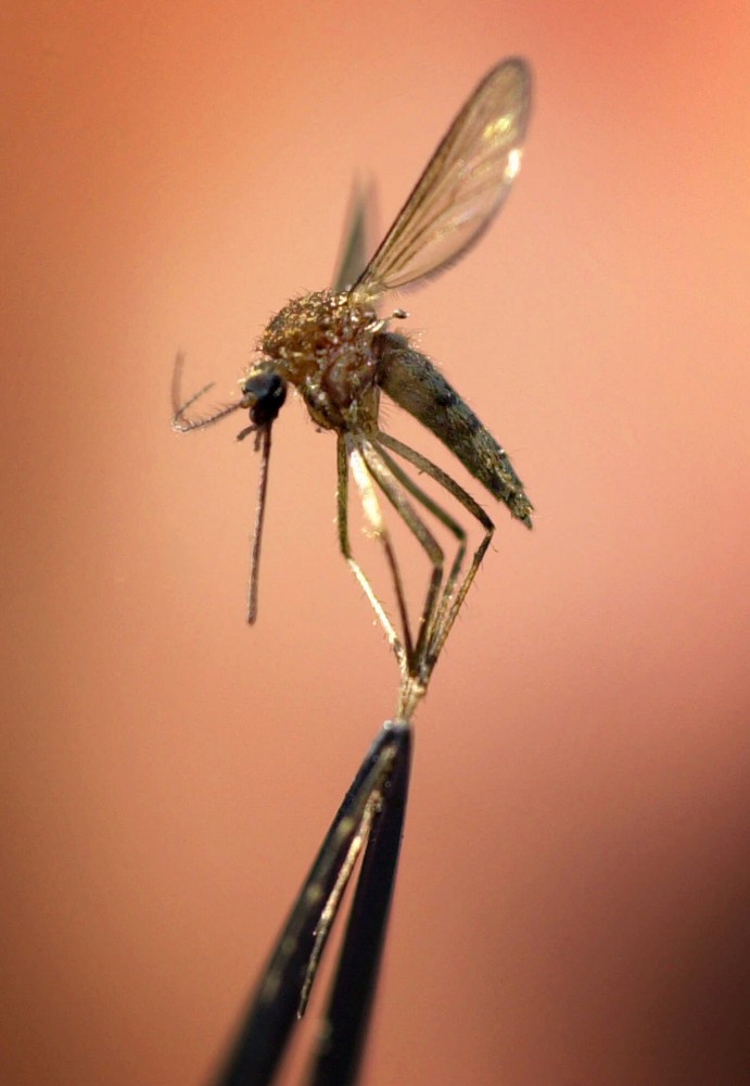 West Nile virus: Protect yourself from this mosquito-transmitted illness