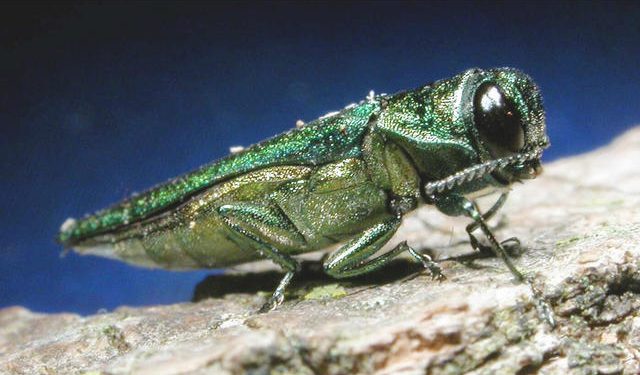 Link found between emerald ash borer and deaths