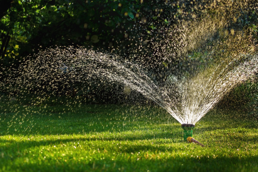 Garden Plot: How to beat back mosquitoes