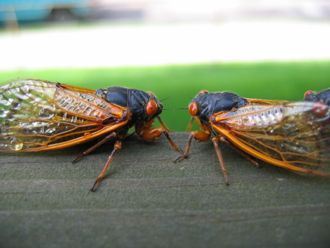 How will the cicada invasion affect your pets?