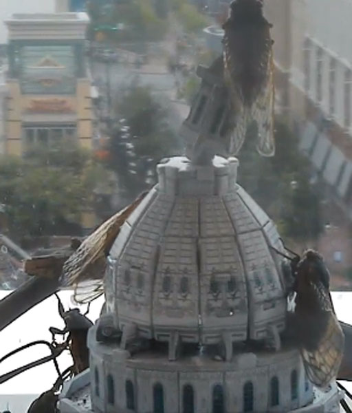 Web cam captures fascination, disgust of watching cicadas (Video)