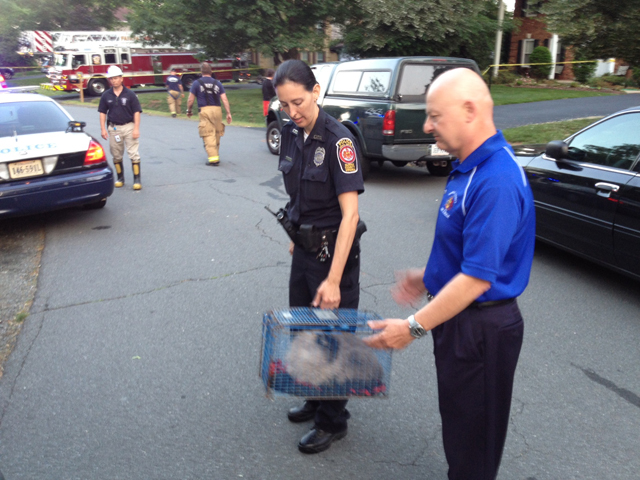 Man dies in Herndon fire; cats survive (Video)