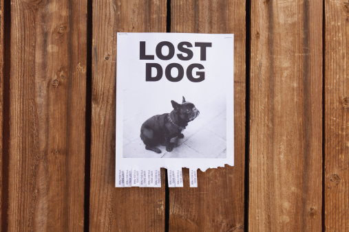Dr. Pawz: What to do if your pet is lost