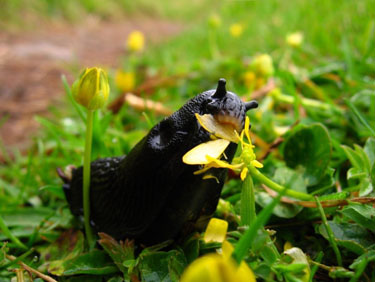 Garden Plot: There’s more than one way to get rid of slugs