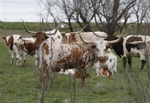Cattle supply down, beef prices up